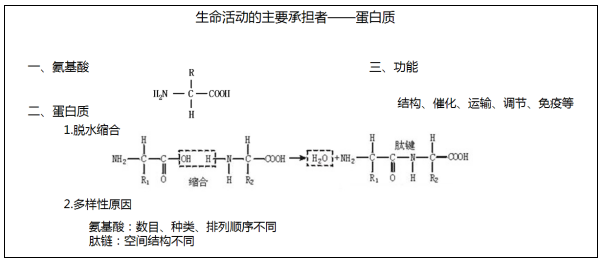 高中生物《生命活动的主要承担者-蛋白质》说课稿